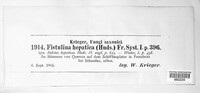 Fistulina hepatica image
